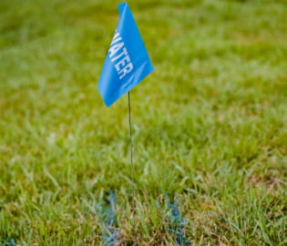 Blue flag among green grass